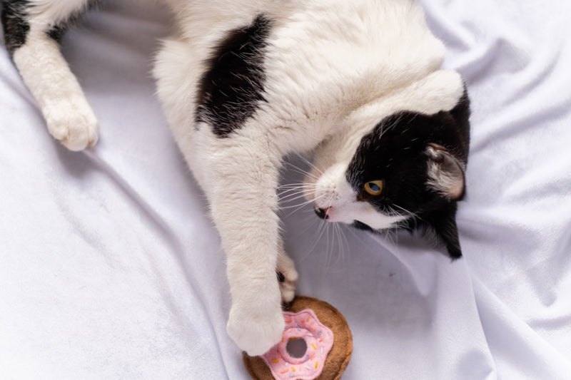 Donut cat toy