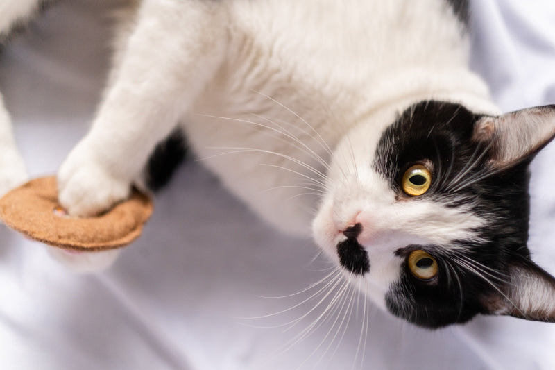 Donut cat toy