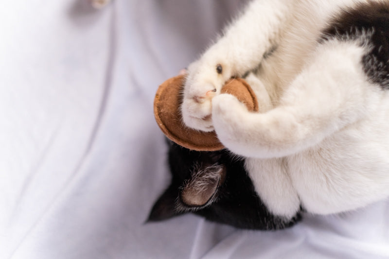 Donut cat toy